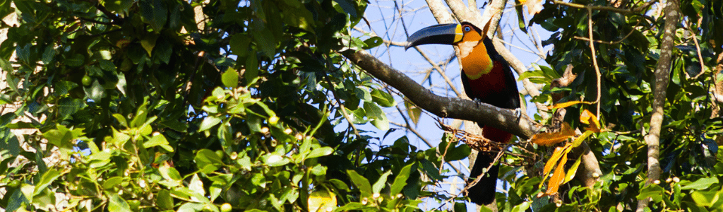 Toucan d'Amérique Tropicale